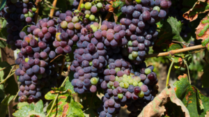 shiraz wine grape
